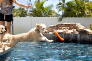 A dog and cat rest together in a landscaped backyard with shaded areas and sturdy fencing visible.