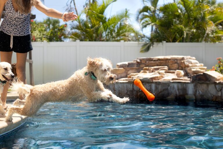 A dog and cat rest together in a landscaped backyard with shaded areas and sturdy fencing visible.