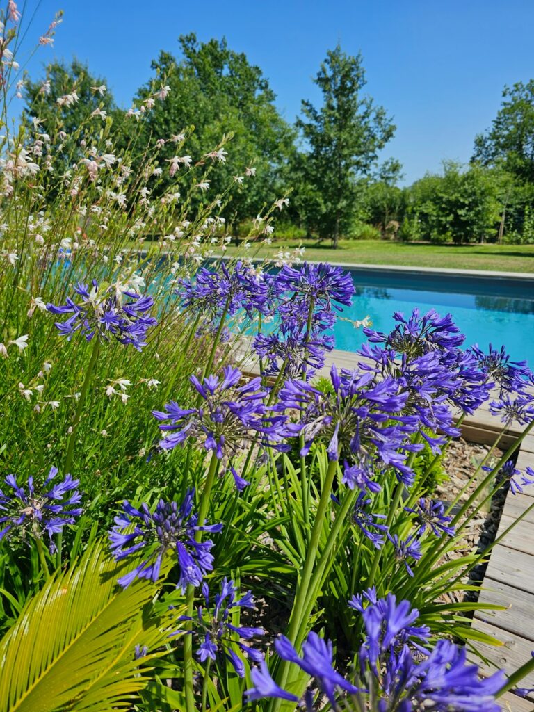 Sunny backyard pool bordered by tidy perennials, ornamental grasses, and low shrubs on a paved deck